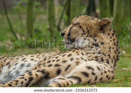 Close up pictures of a cheetah