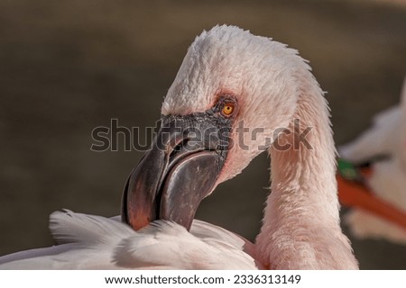 Close up picture of a flamingo