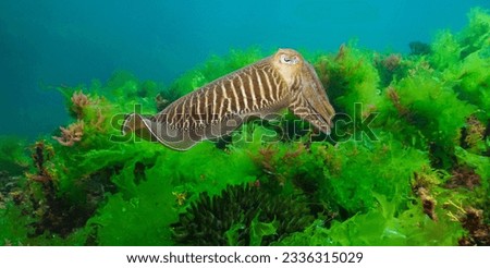 A cuttlefish underwater in the sea (Sepia officinalis, European common cuttlefish) with algae, Atlantic ocean, natural scene, Spain, Galicia Royalty-Free Stock Photo #2336315029