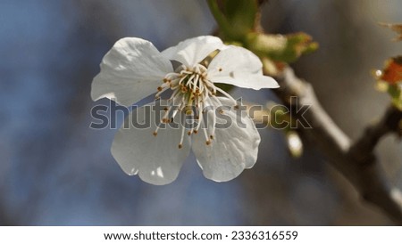 Chinese plum (Prunus mume) buds and flowers blooming. White pinkish color. Spring shot