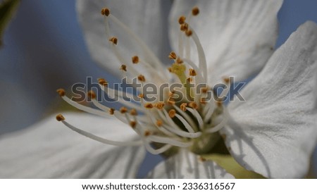 Chinese plum (Prunus mume) buds and flowers blooming. White pinkish color. Spring shot