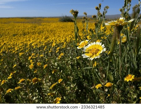 wildflowers, macro, carrizo plains, california    
