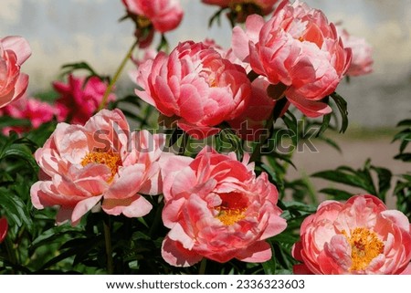 Beautifu peony Coral Fay blossoming in a garden