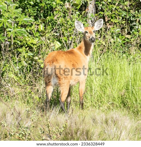 Blastocerus dichotomus is the largest South American deer, recognizable in part by its large multitined antlers of eight to ten points when mature. Head-body length is usually just under two meters. Royalty-Free Stock Photo #2336328449