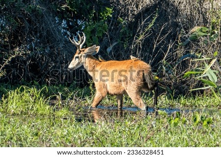Blastocerus dichotomus is the largest South American deer, recognizable in part by its large multitined antlers of eight to ten points when mature. Head-body length is usually just under two meters. Royalty-Free Stock Photo #2336328451
