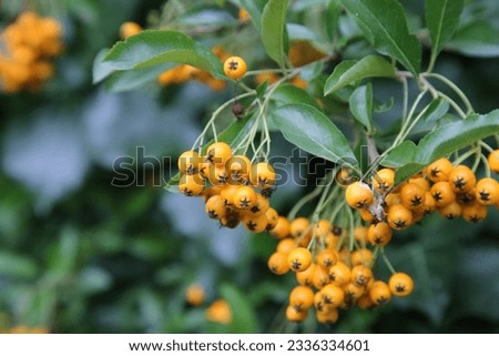 Pyracantha Angustifolia Narrowleaf Firethorn Shrub with Yellow Pome Berries Up Close Royalty-Free Stock Photo #2336334601