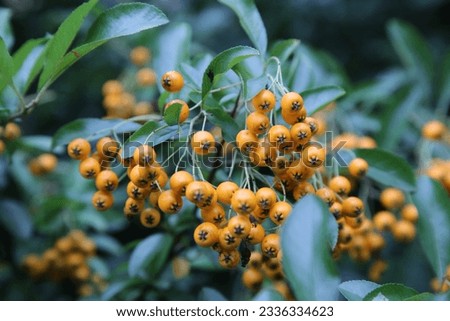 Pyracantha Angustifolia Narrowleaf Firethorn Shrub with Yellow Pome Berries Royalty-Free Stock Photo #2336334623
