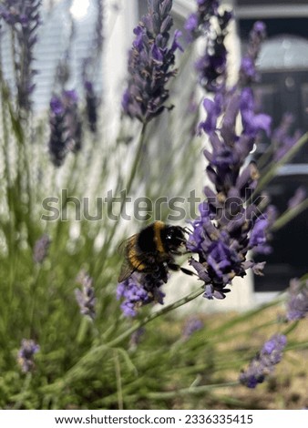 Detailed picture of a bee posing on a lavender flower 