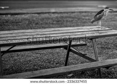 Pacific Gray Heron Resting on a Picnic Bench.