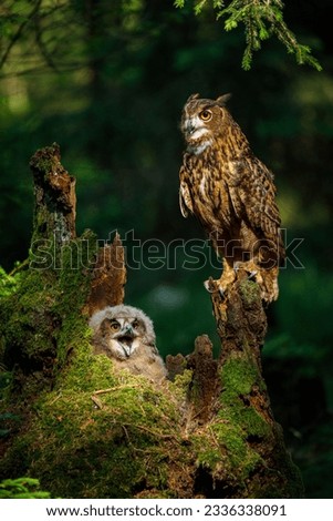 Owl parent and chick. Adult and juvenile eagle owls, Bubo bubo, perched on rotten stump. Breeding season. Adorable fluffy young owl cub calling for feed. Owl in green forest. Bird of prey in habitat. Royalty-Free Stock Photo #2336338091