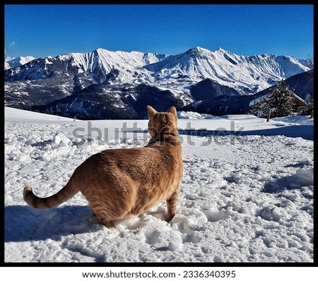 A lively red cat joyfully frolicking in the snowy landscapes of Savoyard mountains in La Toussuire, Maurienne, France. Royalty-Free Stock Photo #2336340395