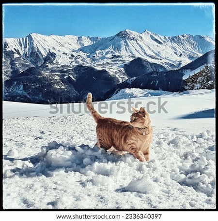 A lively red cat joyfully frolicking in the snowy landscapes of Savoyard mountains in La Toussuire, Maurienne, France. Royalty-Free Stock Photo #2336340397