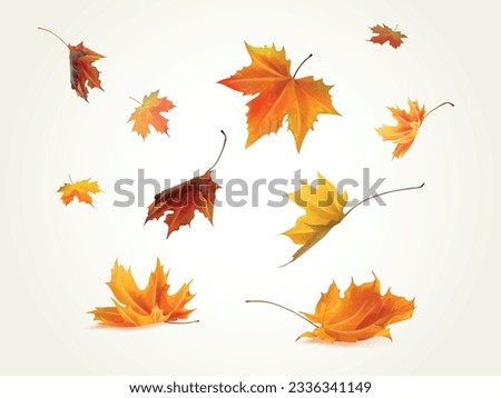 Realistic falling leaves. Autumn forest maple leaf in september season, flying orange foliage from tree on ground transparent background isolated template exact vector illustration of fall autumn Royalty-Free Stock Photo #2336341149