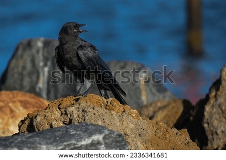 Shiny black crow cawing on a rock on a sunny day