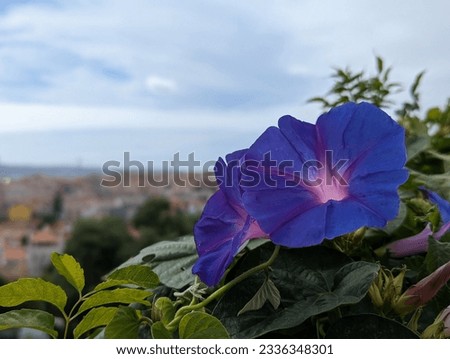Purple Ipomoea Indica Blue Morning Glory Flowers Up High Royalty-Free Stock Photo #2336348301