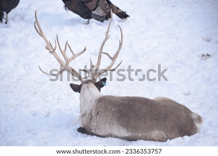 Picture of Buckhorn sitting on the snow