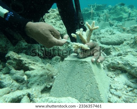 underwater photo of divers doing coral nursery with Stag horn Corals are planted to restore coral reefs. photo with cloudy sea water conditions Royalty-Free Stock Photo #2336357461