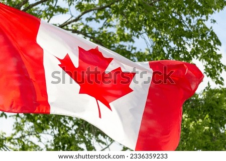 Canadian flag is waving in front of a tree the tree has plenty of green leaves the flag looks red and white and a maple leave in the middle proud part of the canadian tradition true north strong