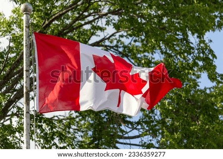 Canadian flag is waving in front of a tree the tree has plenty of green leaves the flag looks red and white and a maple leave in the middle proud part of the canadian tradition true north strong