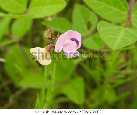 Fuzzy Bean
(Strophostyles helvola) Native North American Wildflower 