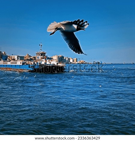 Gull flying over Suez Canal public ferry in Port Said, EGYPT Royalty-Free Stock Photo #2336363429