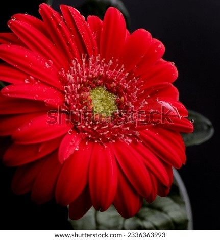 Images of a red gerbera daisy with rain drops