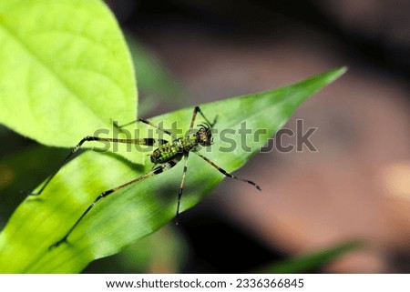 Sickle-bearing Bush Cricket, Ashigurotsuyumusi larvae　(Phaneroptera nigroantennata, (Sunny nature close up macro photograph)