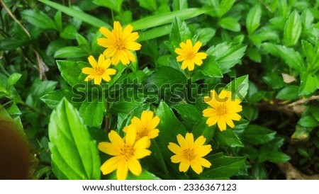 Wedelia plant, a beautiful small yellow flower blooming which is easy to find in most places in Indonesia