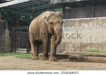 Trunk Tales: Unveiling the Stories of Elephants at the Zoo Royalty-Free Stock Photo #2336368557