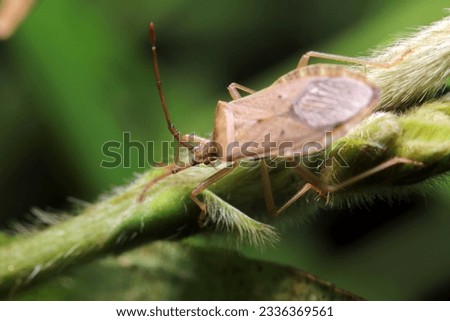 Stink bug (Homoeocerus (Tliponius) unipunctatus, Hoshiharabiroherikamemushi (Sunny outdoor field, close up macro photography)