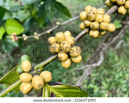 Coffee cherries that are still unripe appear yellowish green. It still takes several weeks for them to ripen and be ready to be harvested