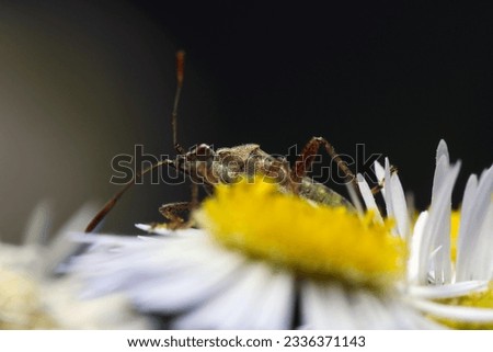 Stink bug Sukashihimeherikamemushi on a white flowerhead (Liorhyssus hyalinus. Sunny outdoor field, close up macro photography)
