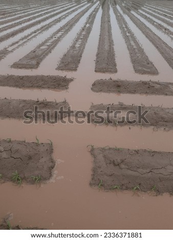 Assalam o Alikum Everyone.....In This Picture We Show Some Maiz Field In Rain,Everyone Know the condition about Farmers.