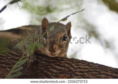 Little squirrel on tree, selective focus, animal nature concept