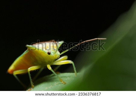 Esakimonkitsunokamemushi(Sastragala esakii) on tue leaf (Wildlife insect closeup macro photograph) 