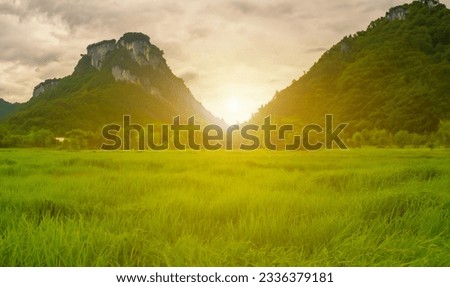Bright green rice fields and orange light in the morning