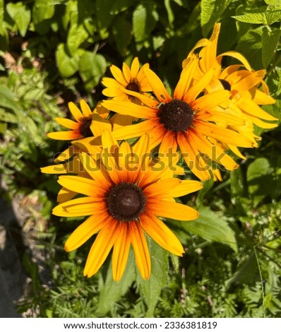Stop and smell the black eyed susans. Royalty-Free Stock Photo #2336381819