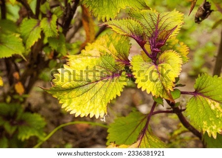 Coleus scutellarioides, commonly known as coleus, is a species of flowering plant in the family Lamiaceae 