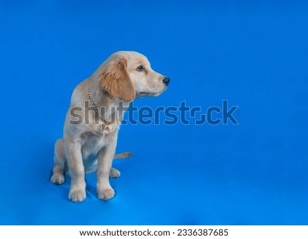 a golden retriever puppy poses for the camera