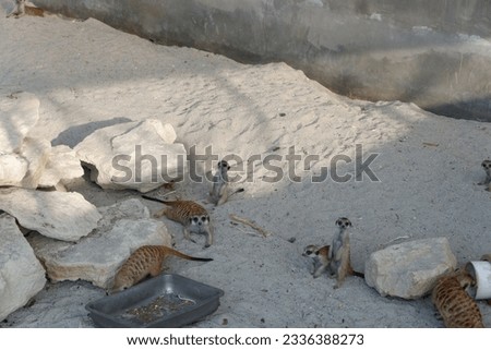 photo of a meerkat or suricate, a mammal that is a type of mongoose. animals from africa who like groups.