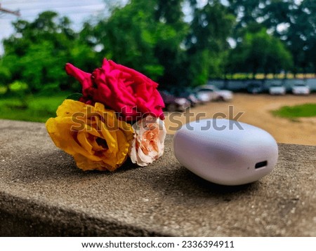 This is a beautiful picture of a red, white and yellow rose beside an airbud.