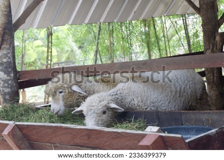 photo of sheep raised in an area in Jogjakarta. These sheep are usually for pets