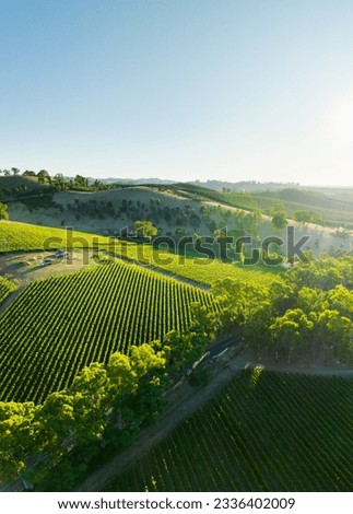 Vineyard in the Adelaide Hills Royalty-Free Stock Photo #2336402009