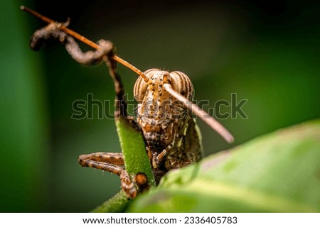 Close Up rufous legged grasshopper face, Selective Focus