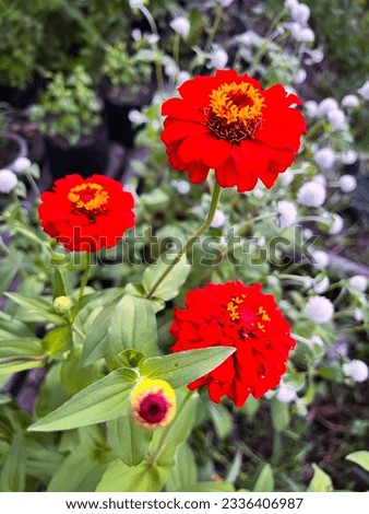 Double Red Flowers of the Zinnia Oklahoma Plant (Zinnia Elegans). An Ornamental Flowering Plant Species of the Asteraceae Family in the Asterales Order. Royalty-Free Stock Photo #2336406987