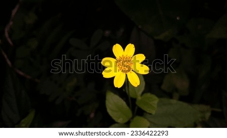 Very beautiful yellow color floral background. Photo shot on the mountain.