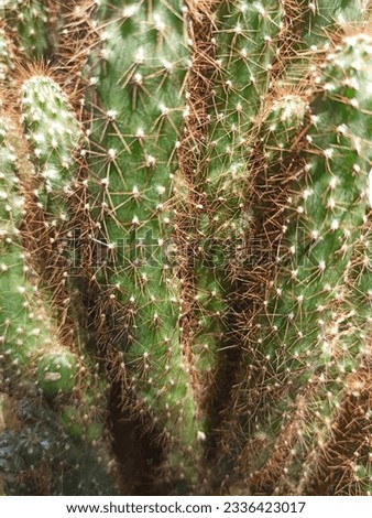 
a cactus-like plant with small thorns but not sharp Royalty-Free Stock Photo #2336423017