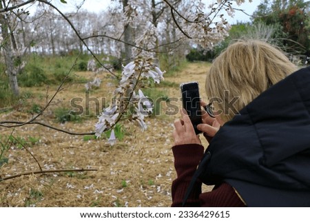 Woman taking a picture of a flowering tree Paulownia tomentosa on a smartphone