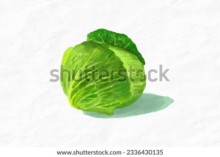 Cabbage vegetable. Watercolor food illustration Royalty-Free Stock Photo #2336430135