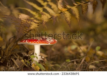 Fly agaric mushroom grows in the forest. Mushroom. containing muscimol.